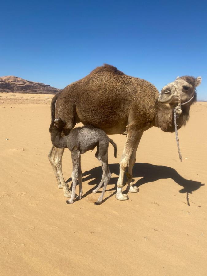 Wadi Rum Albasli Exterior photo